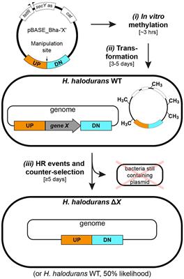 Improved methods for genetic manipulation of the alkaliphile Halalkalibacterium halodurans